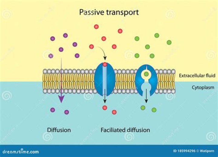 What does passive transport include