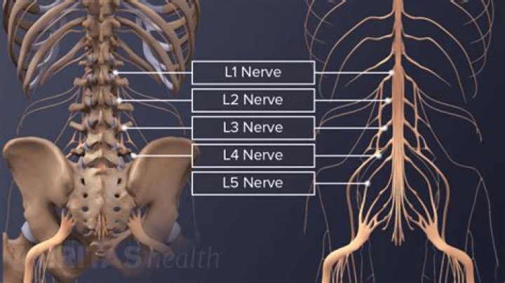 What does the l1 nerve control