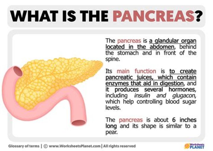 What does the pancreas produce quizlet