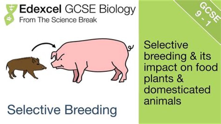 What does the term selective breeding mean