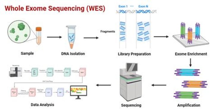 What does whole exome sequencing test for