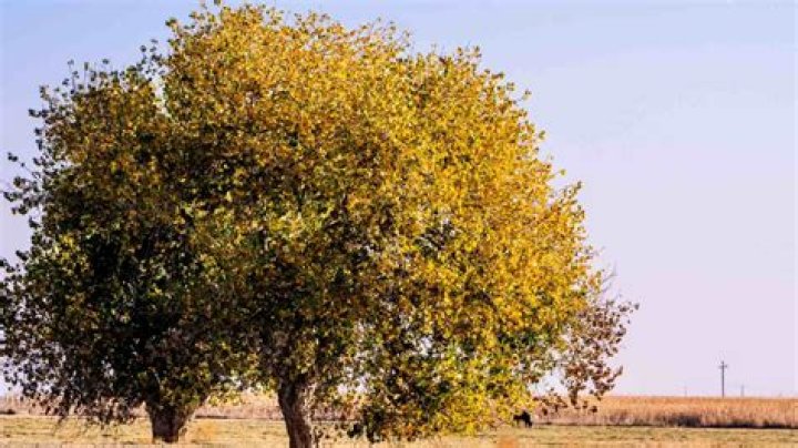 What eats Cottonwood in the desert