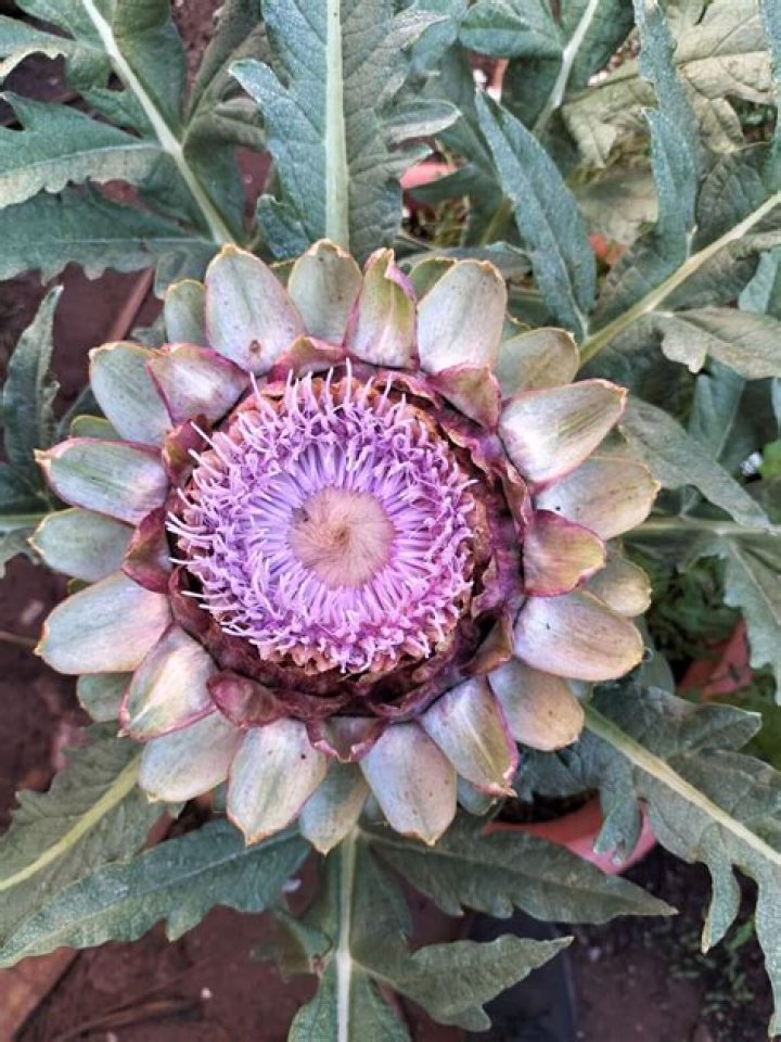 What flower looks like an artichoke
