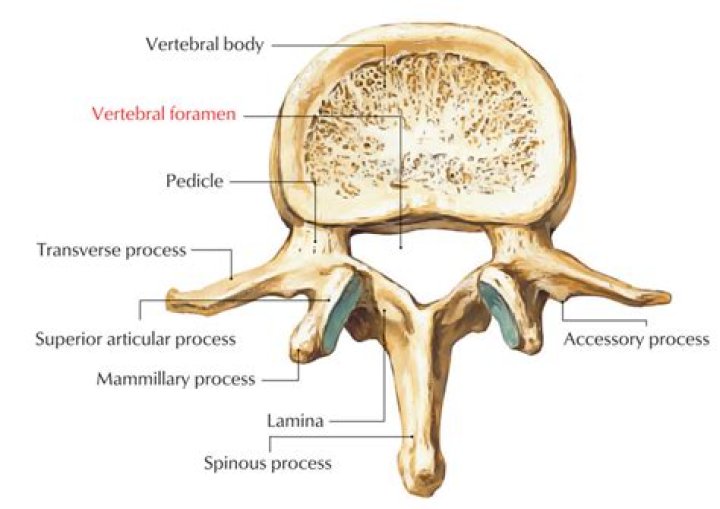 What forms the vertebral arch