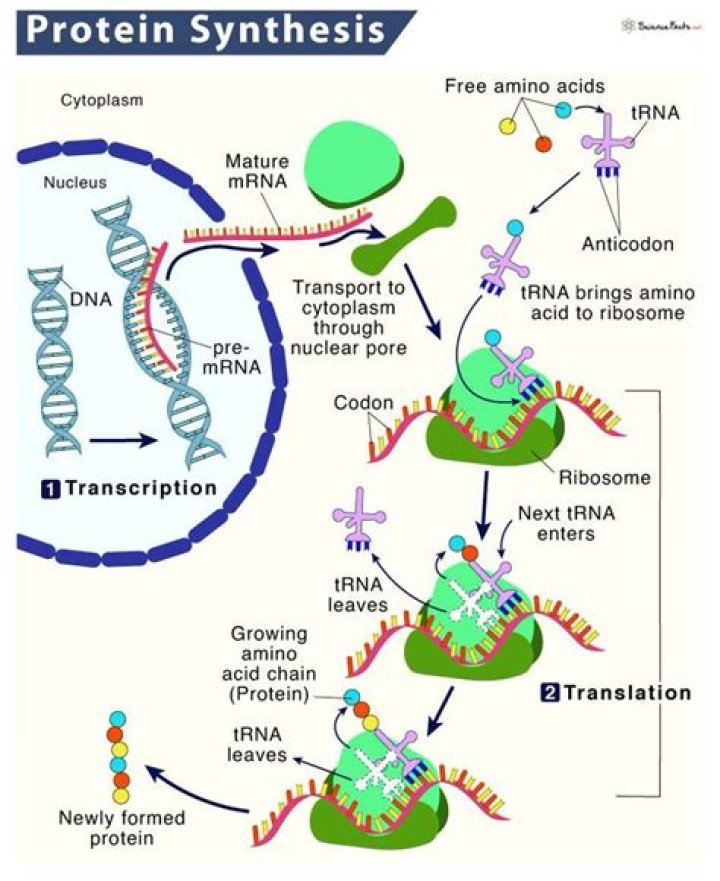 What happens when protein synthesis stops