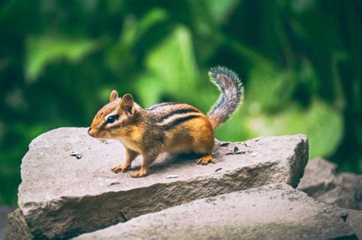 What harm do chipmunks do
