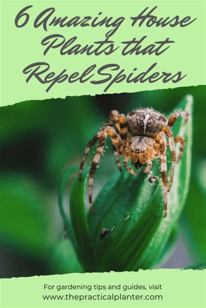 What house plants repel spiders