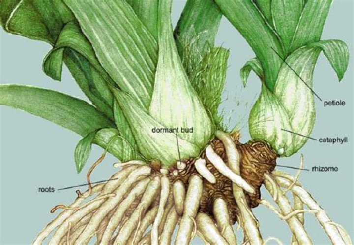 What is a bare root Hosta