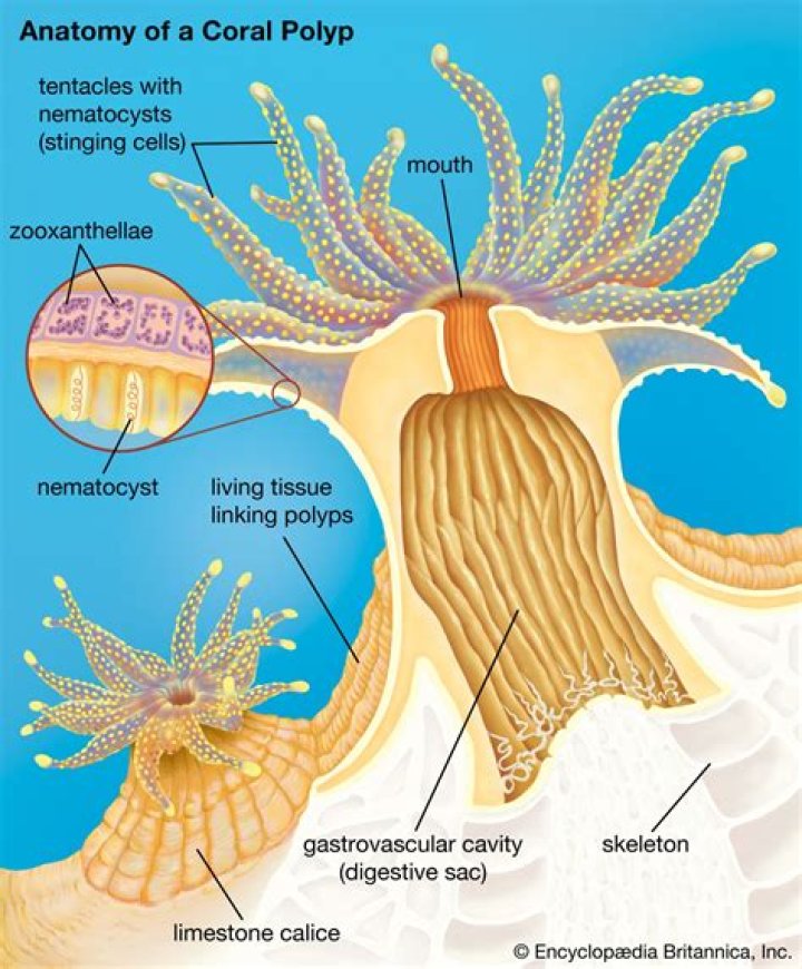 What is a cnidarian polyp
