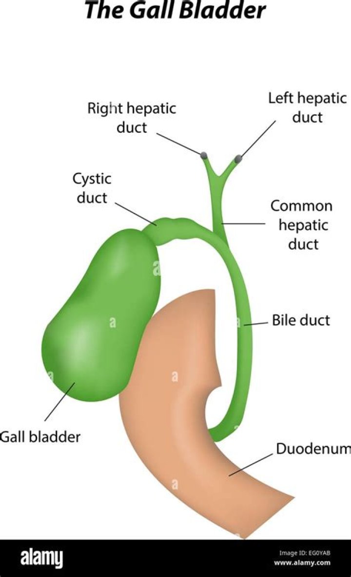 What is a cystic duct