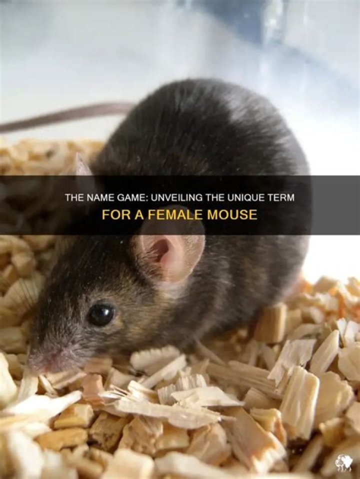 What is a female mouse called