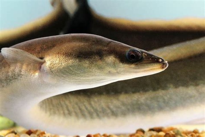 What Is A Long Snake Like Fish