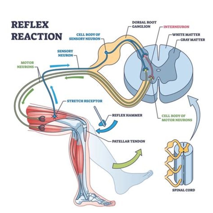What is a reflex anatomy