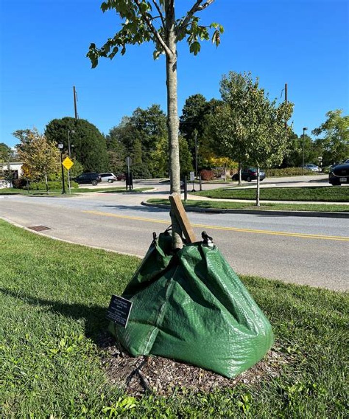 What is a tree gator bag