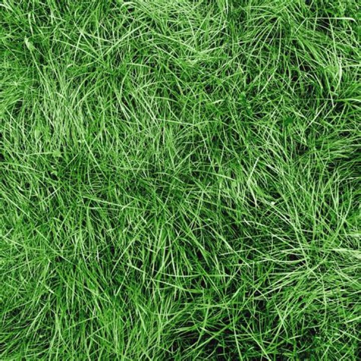 What is chewing fescue grass