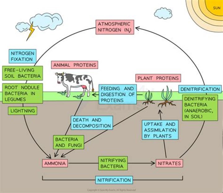 What is Deamination in the nitrogen cycle