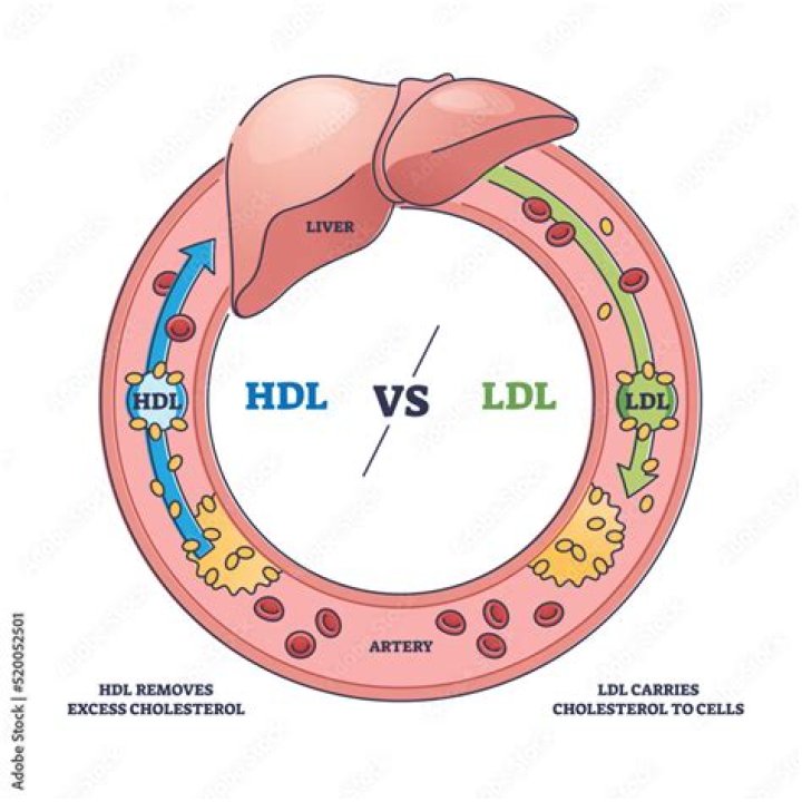 What is difference between HDL and LDL