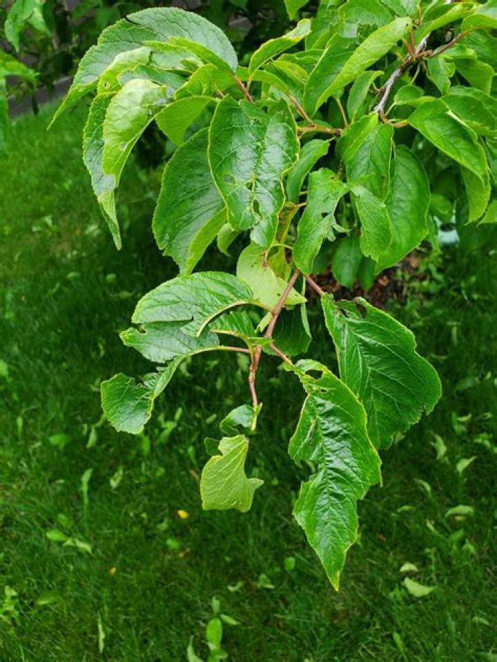 What is eating my plum leaves