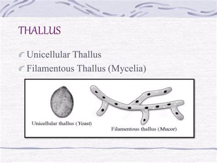 What is filamentous thallus