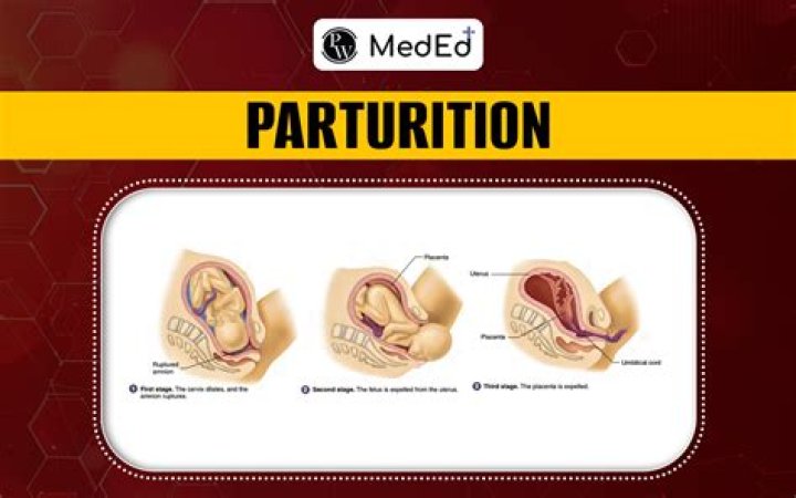 What is parturition in pregnancy
