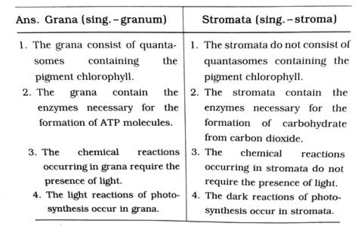What is stroma and Grana