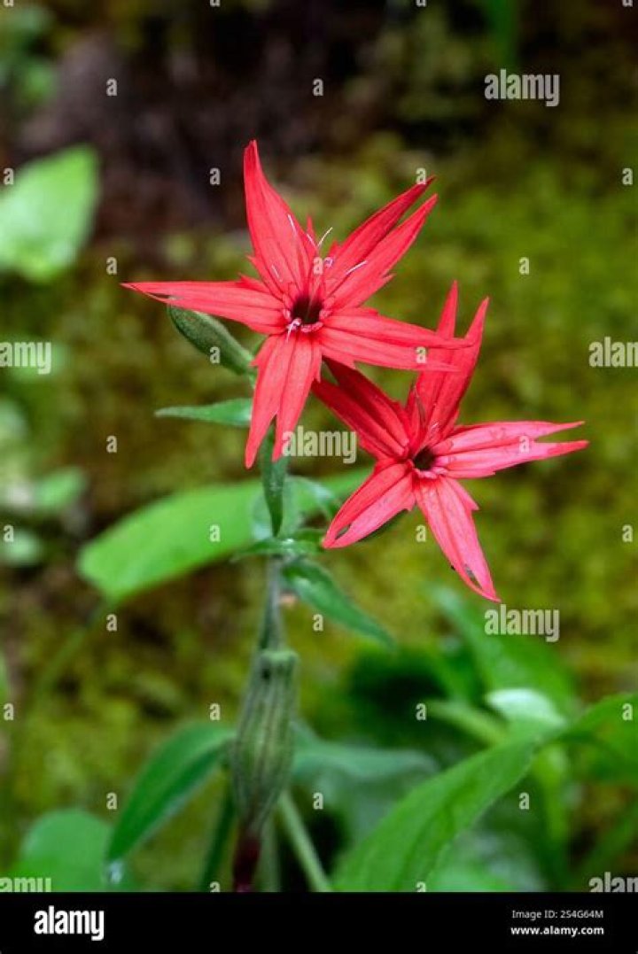 What is the beautiful red star shaped flower