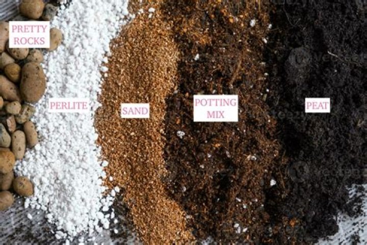 What is the best soil pH for roses