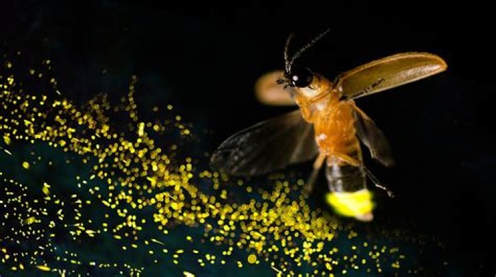What is the difference between a firefly and a lightning bug
