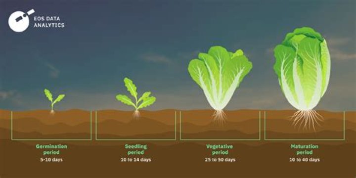 What is the easiest lettuce to grow