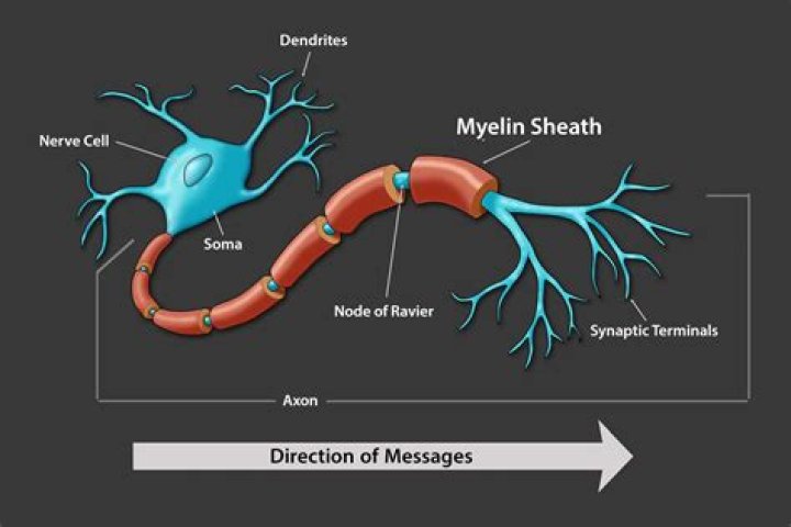 What is the purpose of myelination