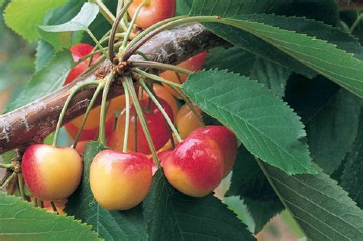 What is the season for Rainier cherries