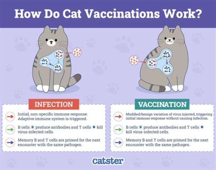 What is the vaccine Fvrcp for in cats