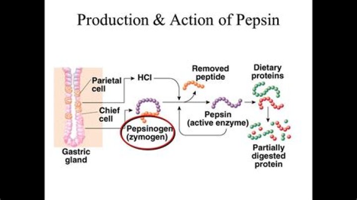 What is true pepsin