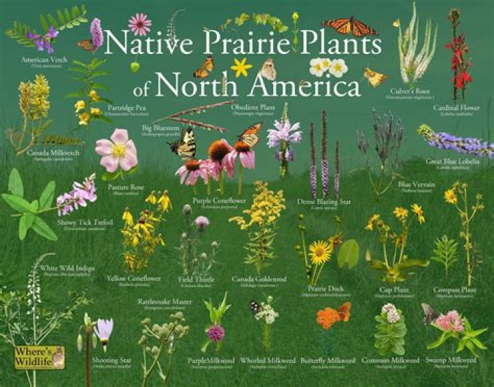 What kind of plants are in a prairie