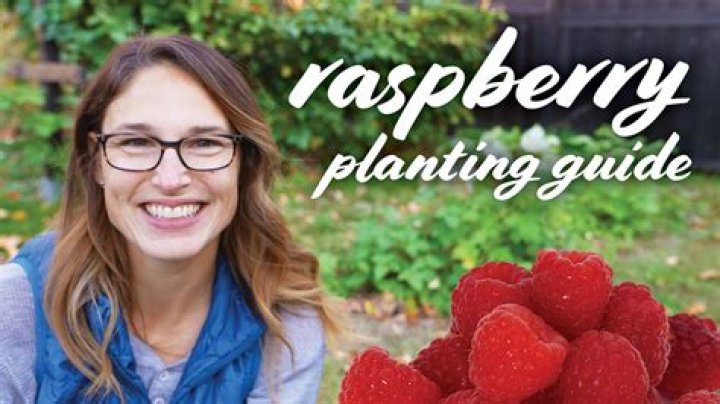 What kind of soil do raspberries need
