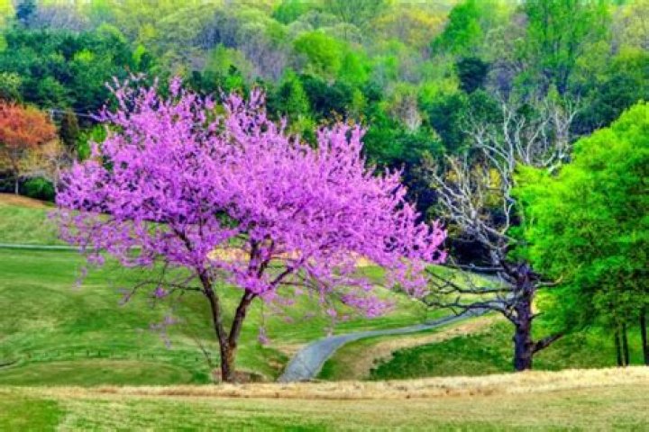 What kind of soil do redbud trees like