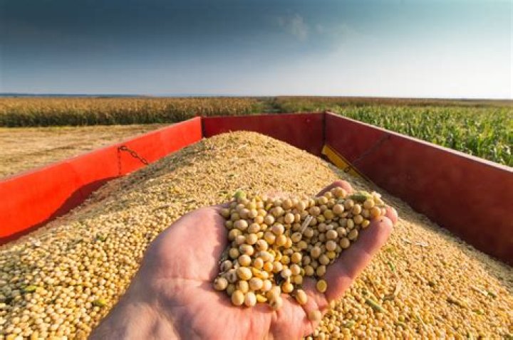 What moisture is used to harvest soybeans