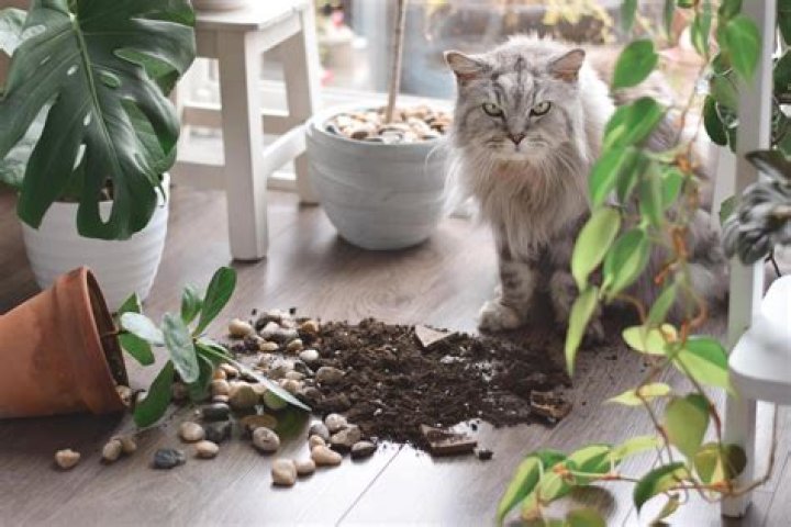 What outdoor plants keep cats away