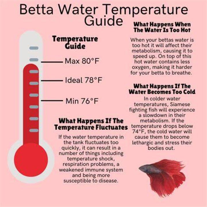 What Temperature Is Betta Fish Water
