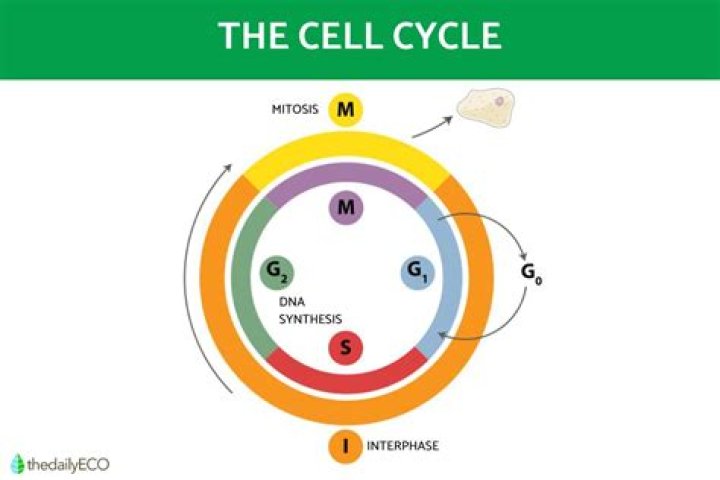 What type of cell cycle gene is ABL