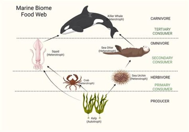 What type of soil is in the marine biome