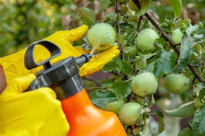 When should apple trees be sprayed for bugs