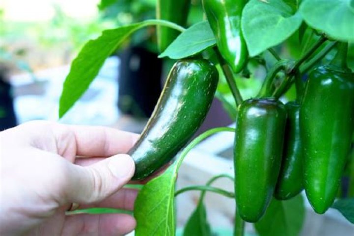 When should I pick green chilies