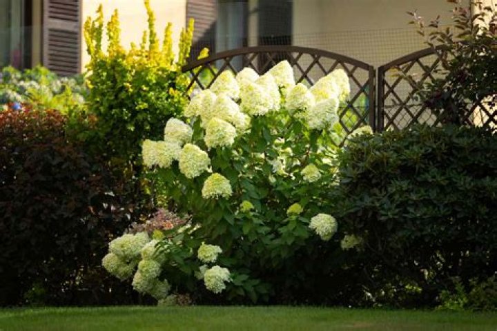 When should I prune limelight hydrangea