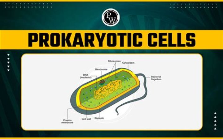 Where do prokaryotic cells keep their DNA