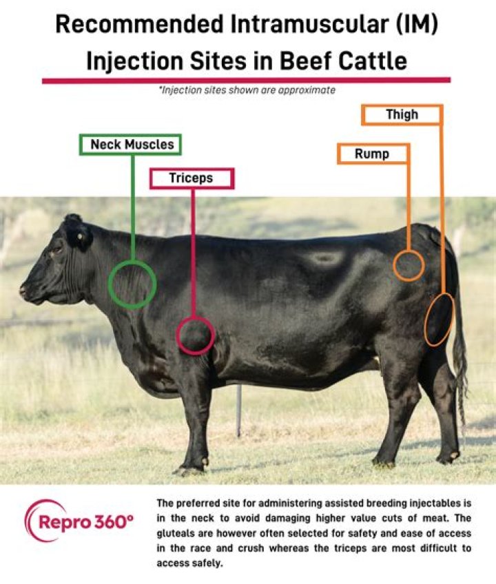 Where do you inject a intramuscular sheep