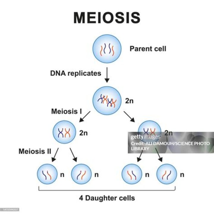 Where does the parent cell in meiosis come from