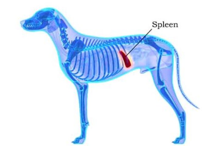 Where is a dogs spleen located