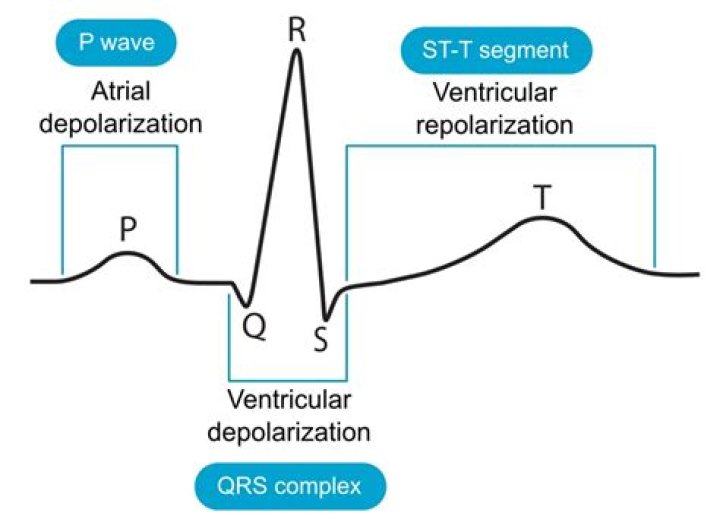 Which Component Of The Ecg Cycle Shows Ventricular Depolarization