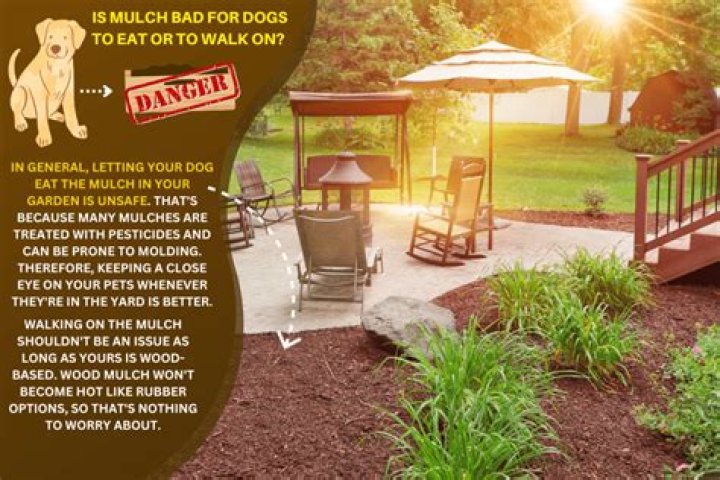 Which mulch is bad for dogs
